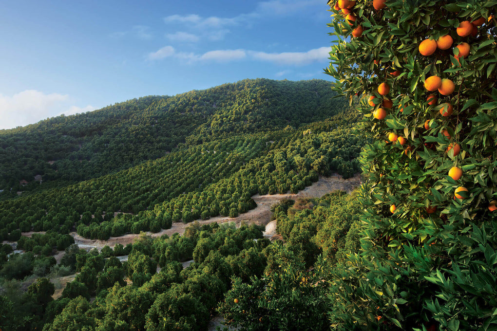 Real Fruit: A Citrus Story at Perricone Farms