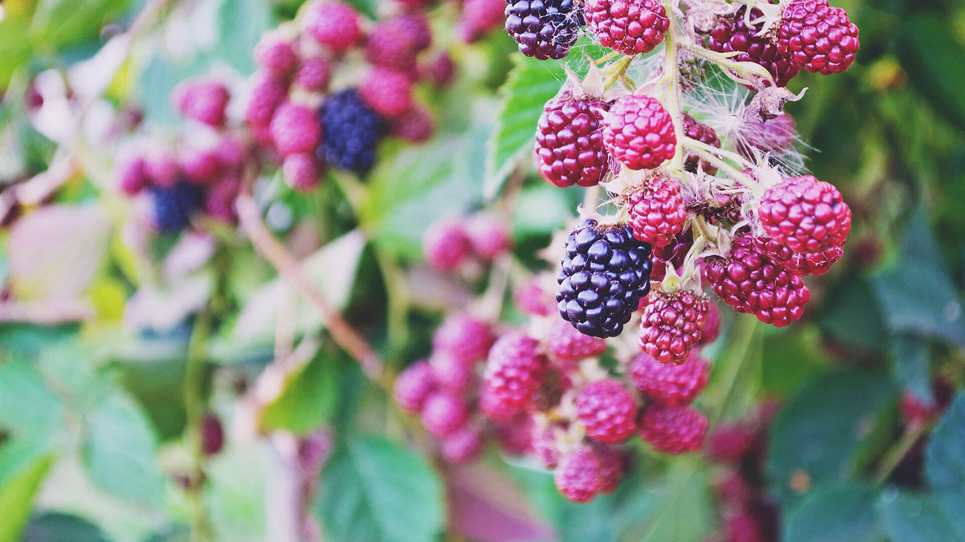 Spindrift Spotlight: About Our Farm-Source Blackberries