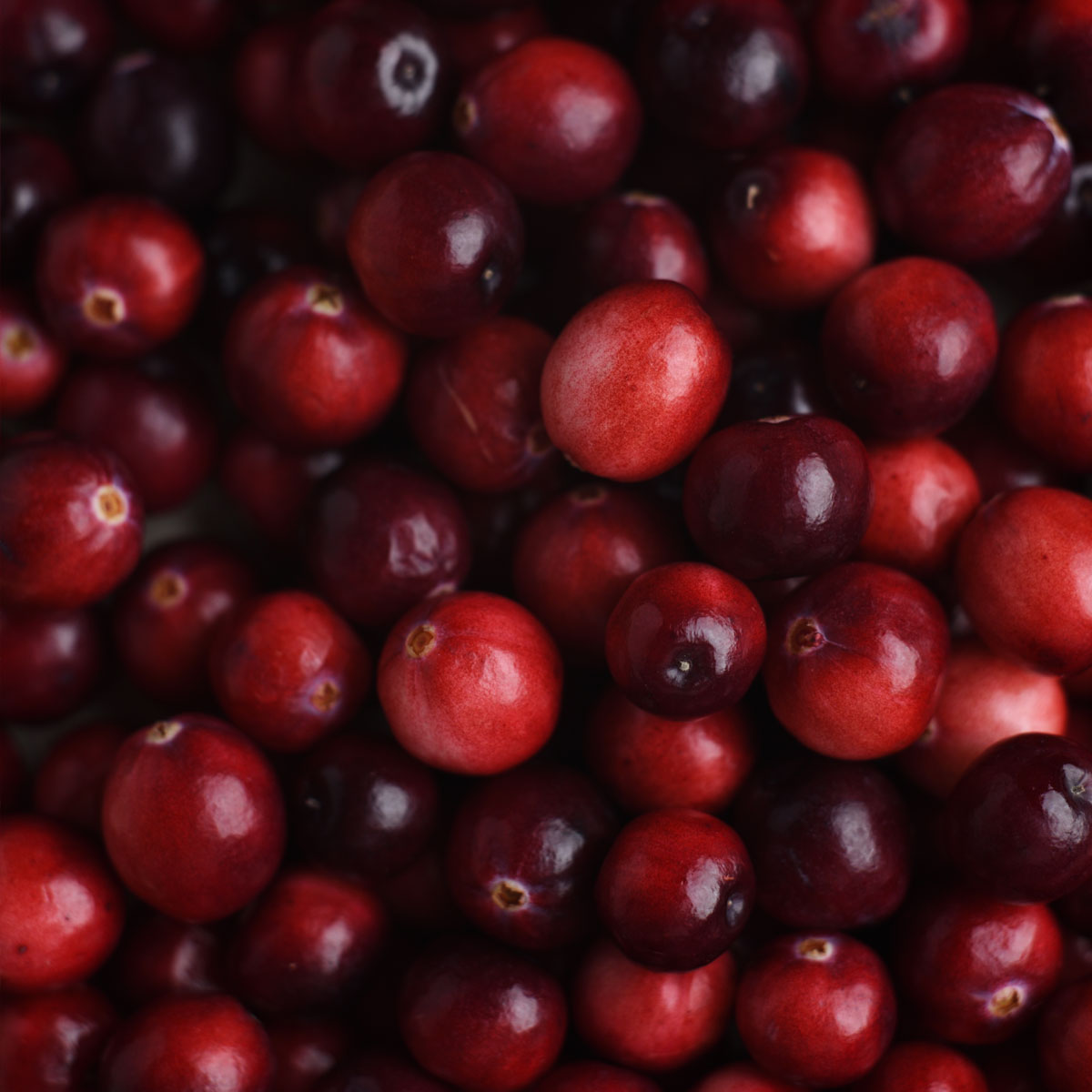 Cranberry Background - Rich and Vibrant