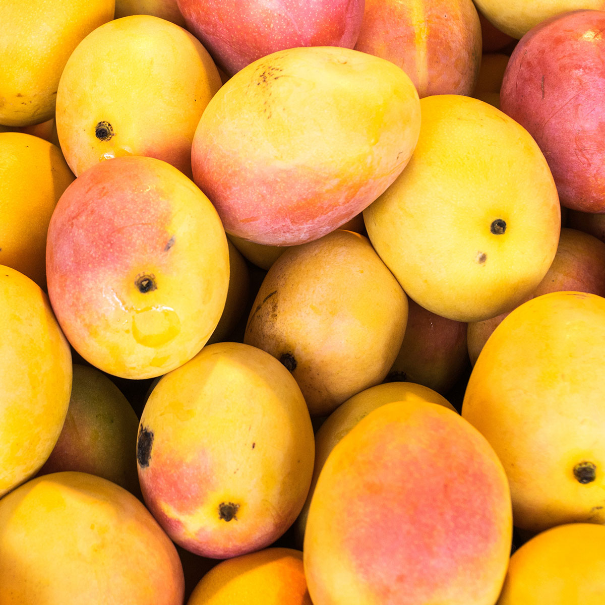 Mango Fruit - Tropical and Juicy